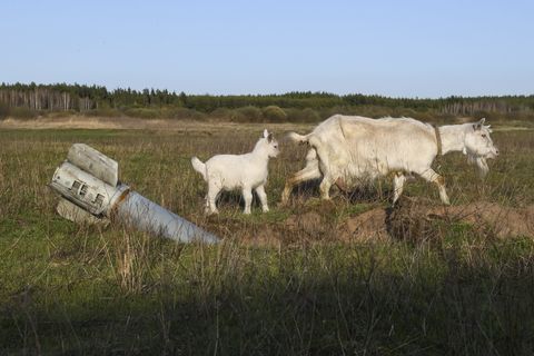 Відповідальність за створіння в час війни: результати екологічного конкурсу