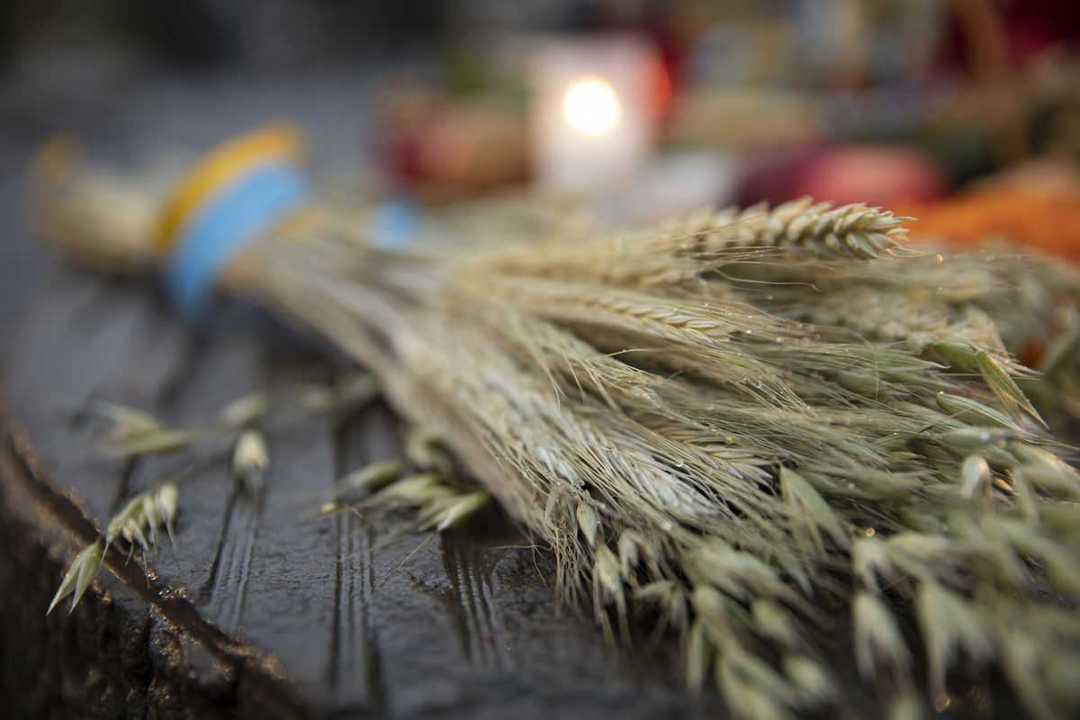 Freedom sprouted from the grains hidden in the palms of our hands: 8 thoughts of UGCC bishops on the Holodomor